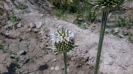 خواجه باشی