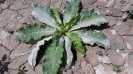 خواجه باشی