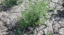مرزه کوهی