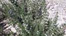 مرزه کوهی