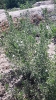 مرزه کوهی
