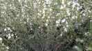 مرزه کوهی