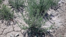 مرزه کوهی