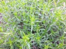 مرزه کوهی