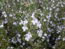 مرزه کوهی