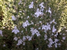 مرزه کوهی