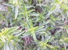 مرزه کوهی