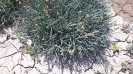 میخک وحشی