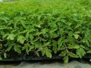 نشاء گوجه فرنگی 8320