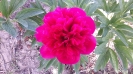 گل صد تومانی