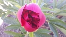 گل صد تومانی