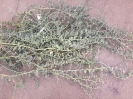 هندوانه کوهی،کور (کبر)