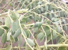 هندوانه کوهی،کور (کبر)