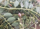 هندوانه کوهی،کور (کبر)