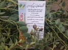 هندوانه کوهی،کور (کبر)