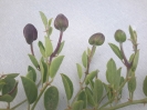 هندوانه کوهی،کور (کبر)
