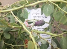 هندوانه کوهی،کور (کبر)