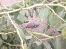 هندوانه کوهی،کور (کبر)