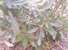 مریم گلی دارویی