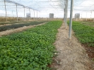 سنبل الطیب اروپایی