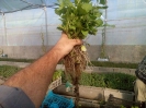سنبل الطیب اروپایی