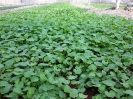 سنبل الطیب اروپایی