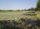 کلکسیون گیاهان داروئی