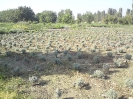 کلکسیون گیاهان داروئی