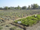 کلکسیون گیاهان داروئی