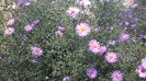 گل ستاره ای