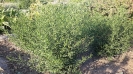 گل ستاره ای