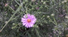 گل ستاره ای