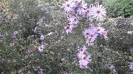 گل ستاره ای