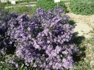 گل ستاره ای