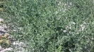 گل ستاره ای