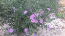 گل ستاره ای