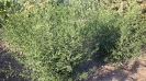 گل ستاره ای