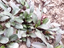 گل ستاره ای