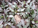 گل ستاره ای