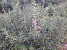 مریم نخودی طناز