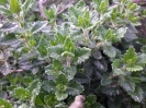 مریم نخودی طناز