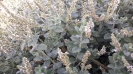 نعناع کرک الود