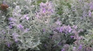 پونه سای ایرانی