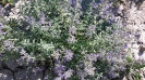 پونه سای ایرانی