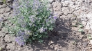 پونه سای ایرانی