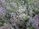 پونه سای ایرانی