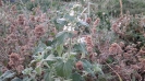 پونه سای خارجی