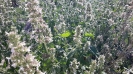 پونه سای خارجی