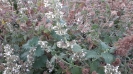 پونه سای خارجی