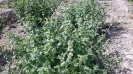 پونه سای خارجی